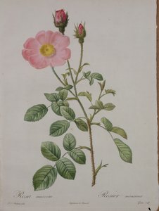 Rosa Muscosa (Moss Rose), engraved by Gouten, from 